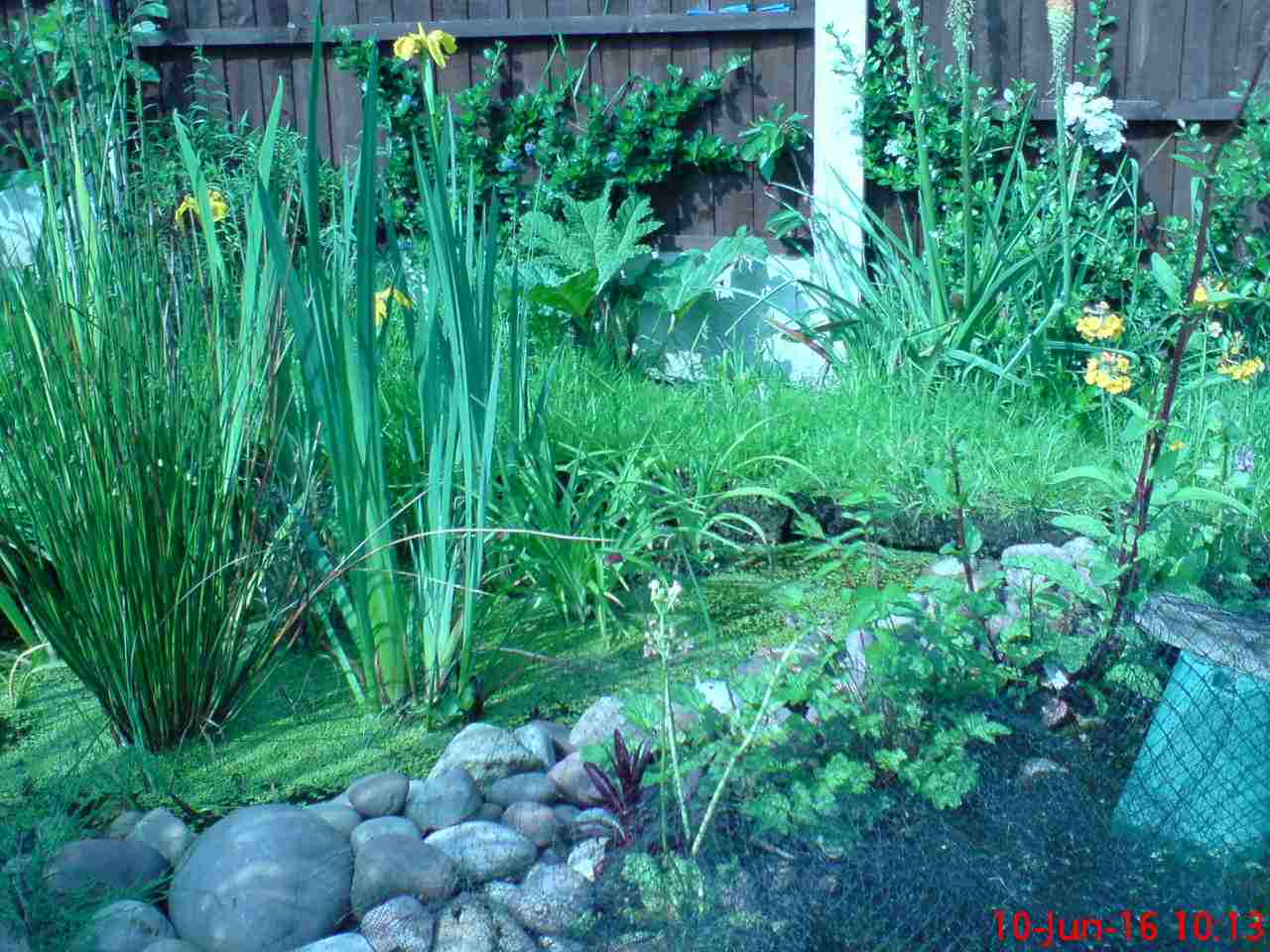 ImagesGarden/2016-06 Irises, Cotton & Zebra Grass In Marsh.jpg